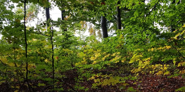 Blick auf Gingen