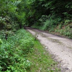 08_07 3 Kurz vor Altsteußlingen.JPG