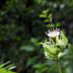 08_07 2 Ein wenig Biodiversität am Wegrand.JPG