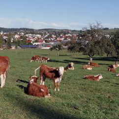 Kurz vor Münsingen